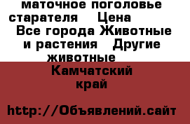 маточное поголовье старателя  › Цена ­ 2 300 - Все города Животные и растения » Другие животные   . Камчатский край